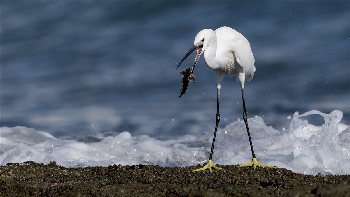 Little Egret