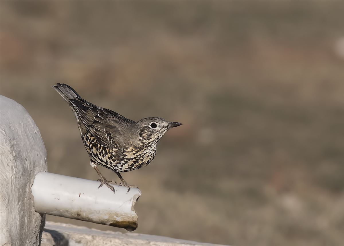 Mistle Thrush