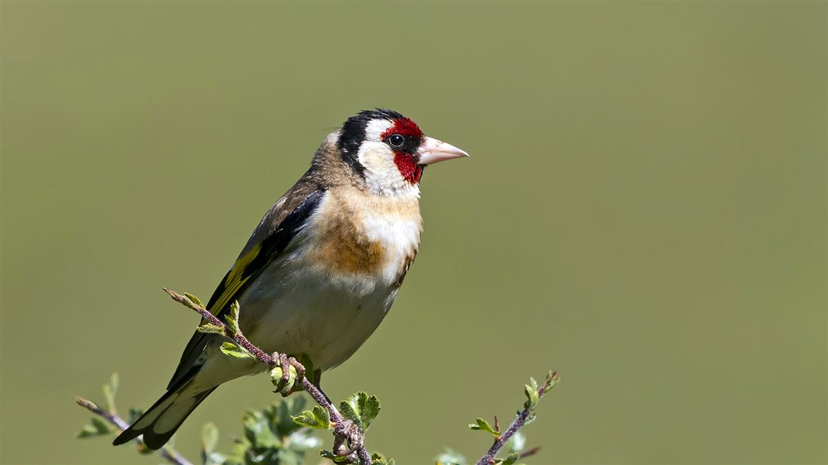 European Goldfinch