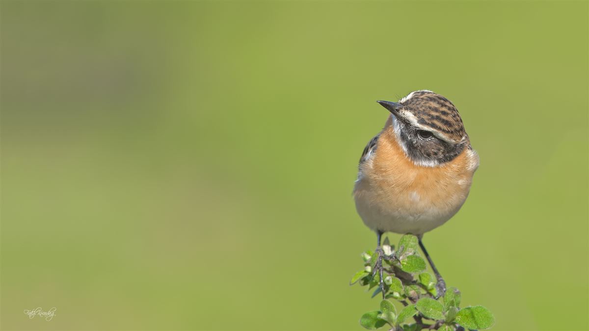 Whinchat