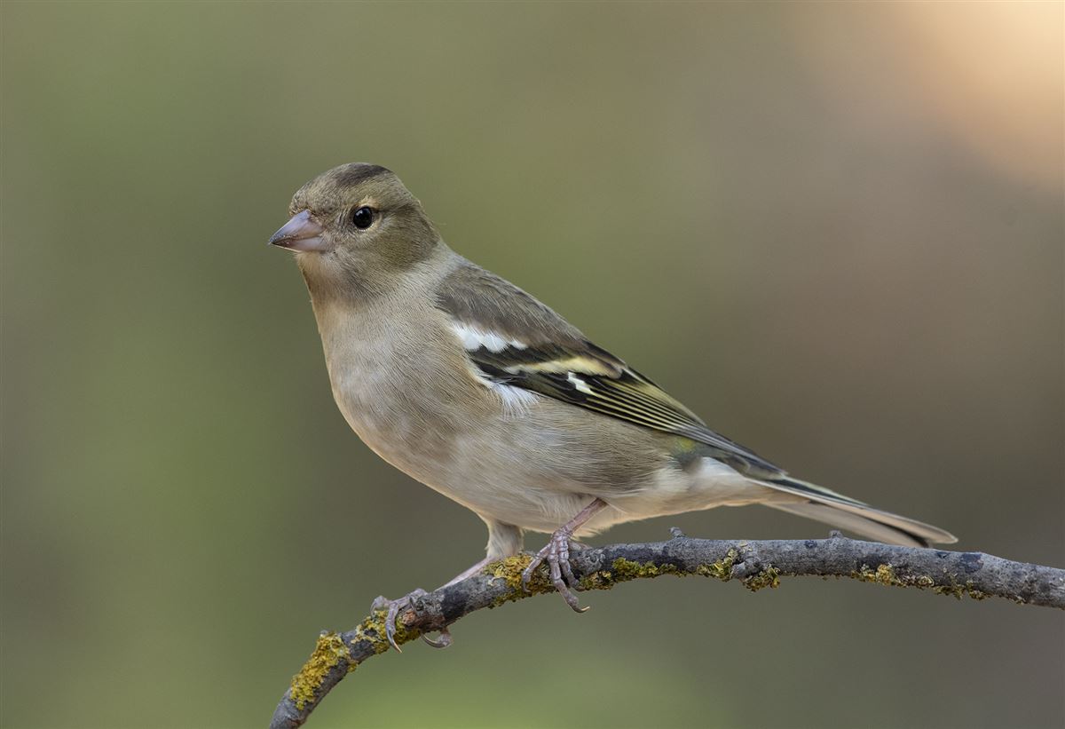 Common Chaffinch