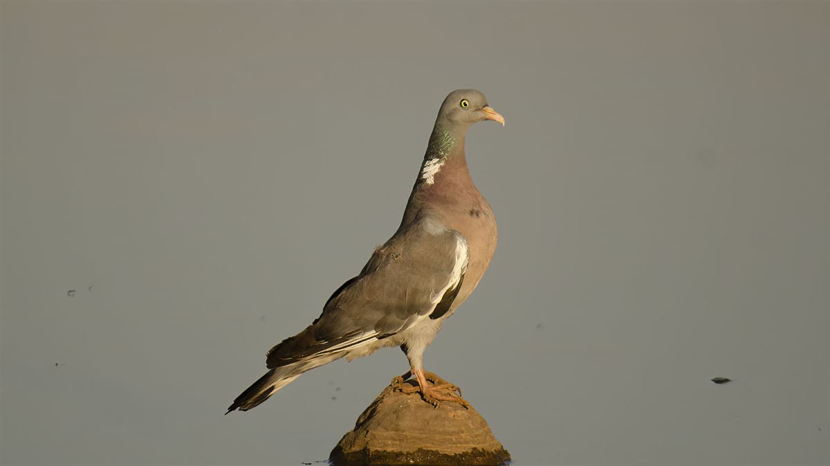 Common Wood Pigeon