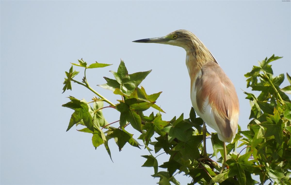 Squacco Heron