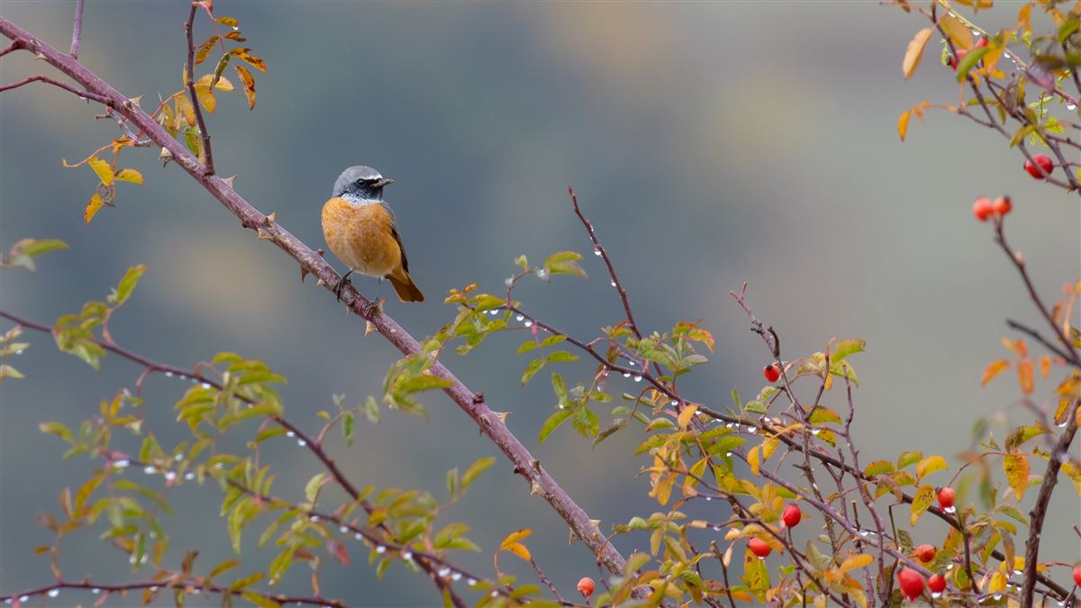 Common Redstart