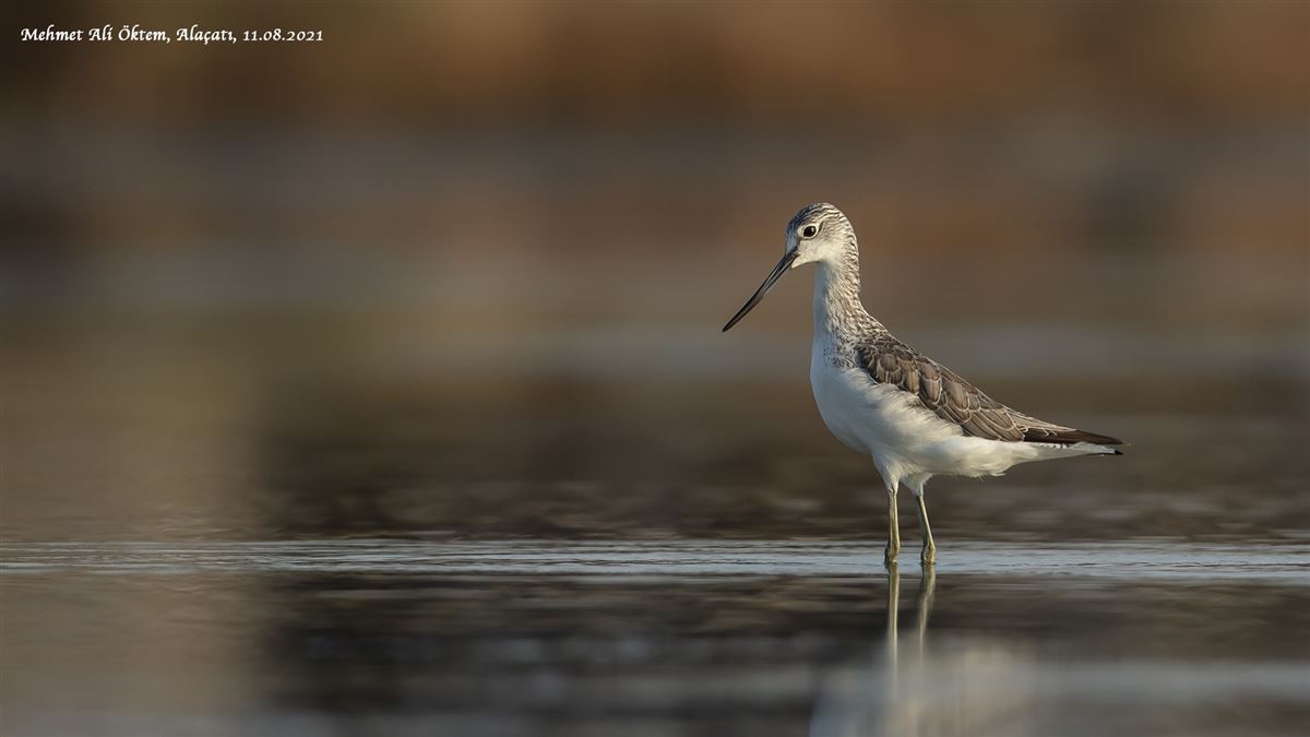 Common Greenshank