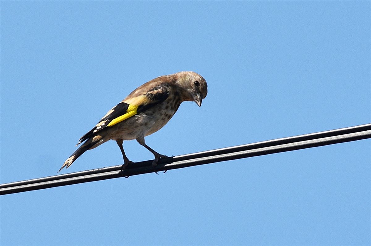 European Goldfinch
