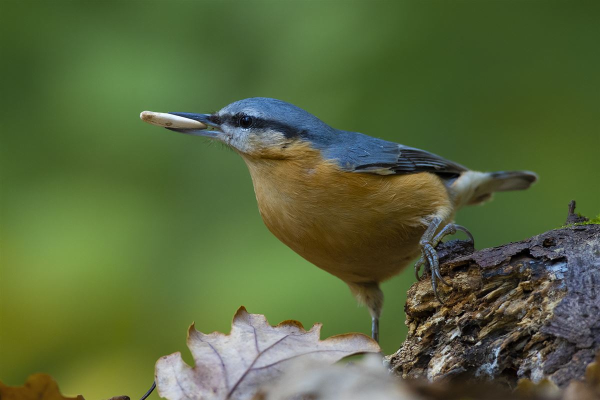 Eurasian Nuthatch