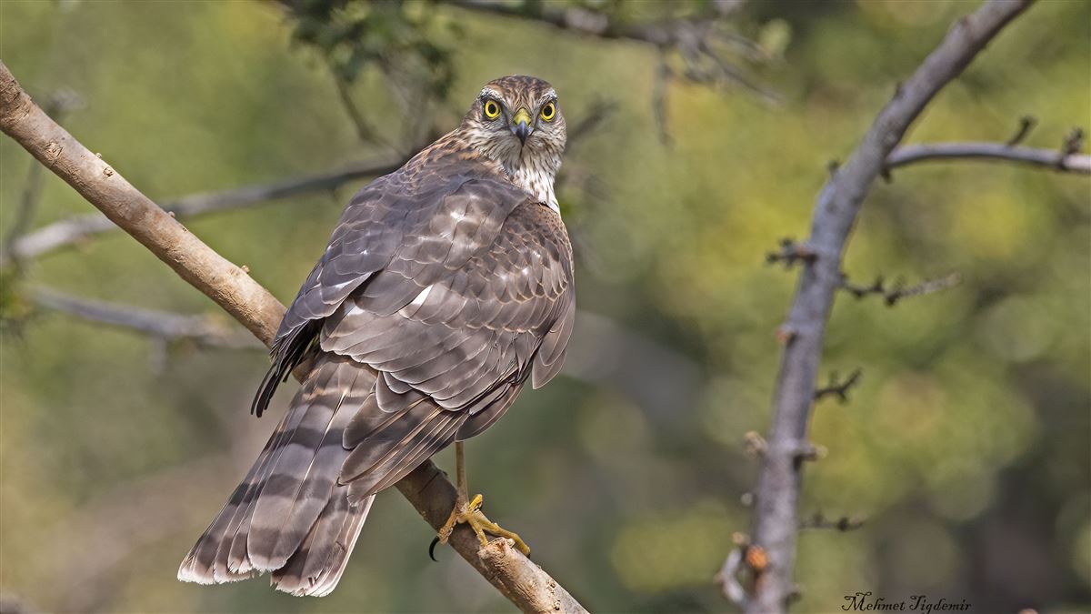 Eurasian Sparrowhawk