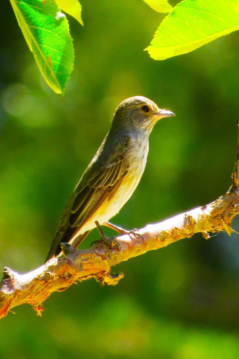 Spotted Flycatcher