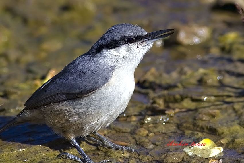 Western Rock Nuthatch