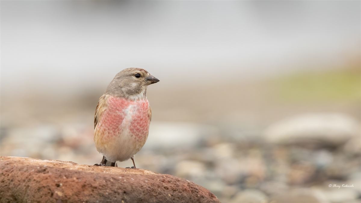 Common Linnet