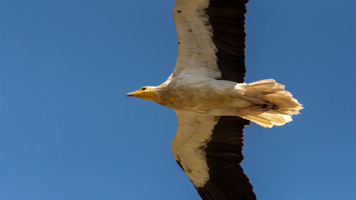 Egyptian Vulture