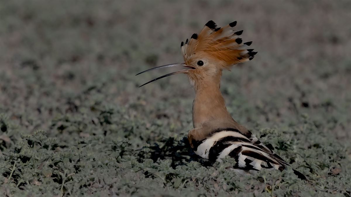 Eurasian Hoopoe