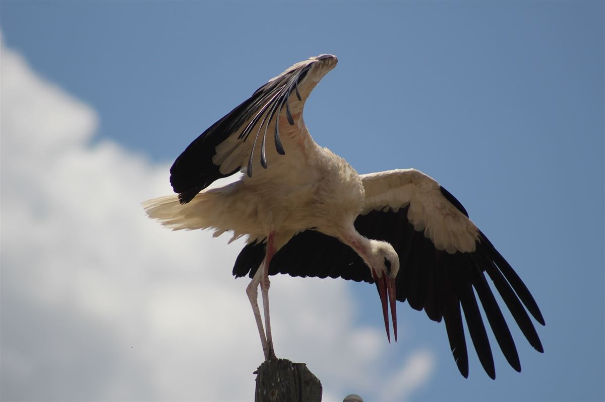 White Stork