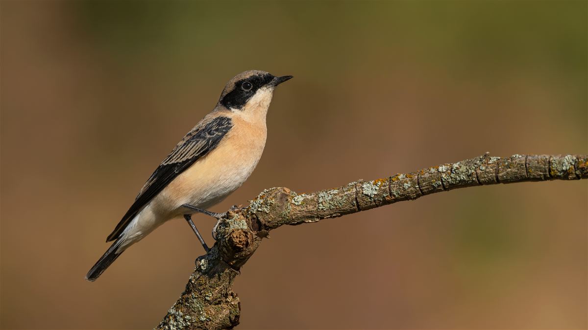 Black-eared Wheatear