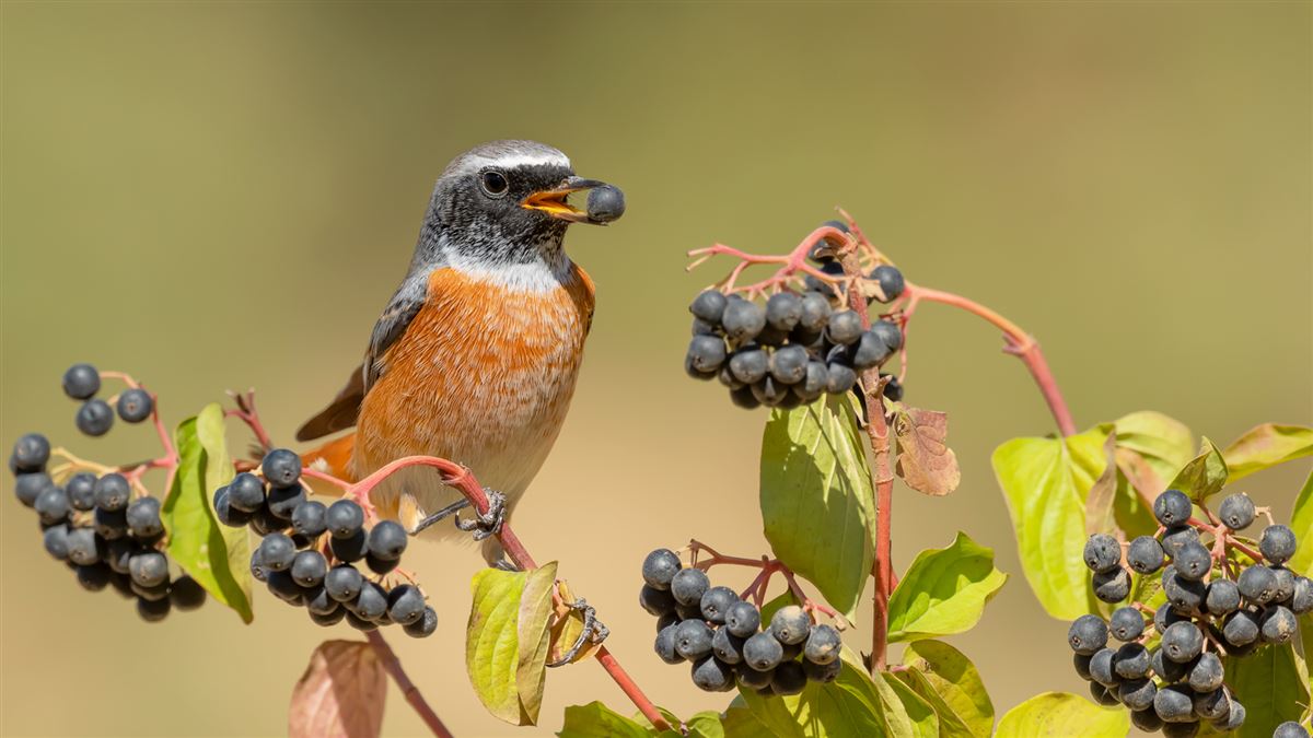 Common Redstart