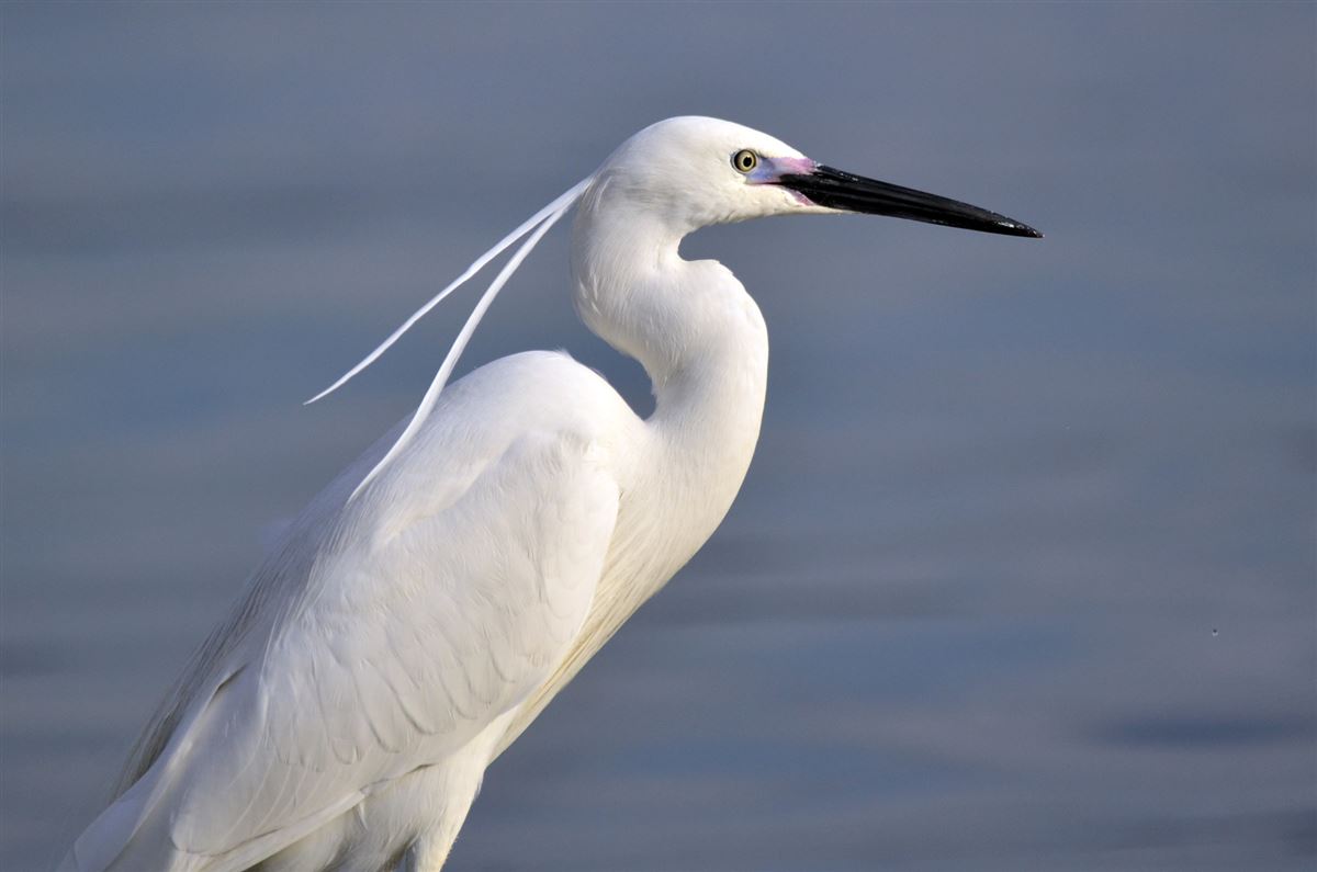 Little Egret