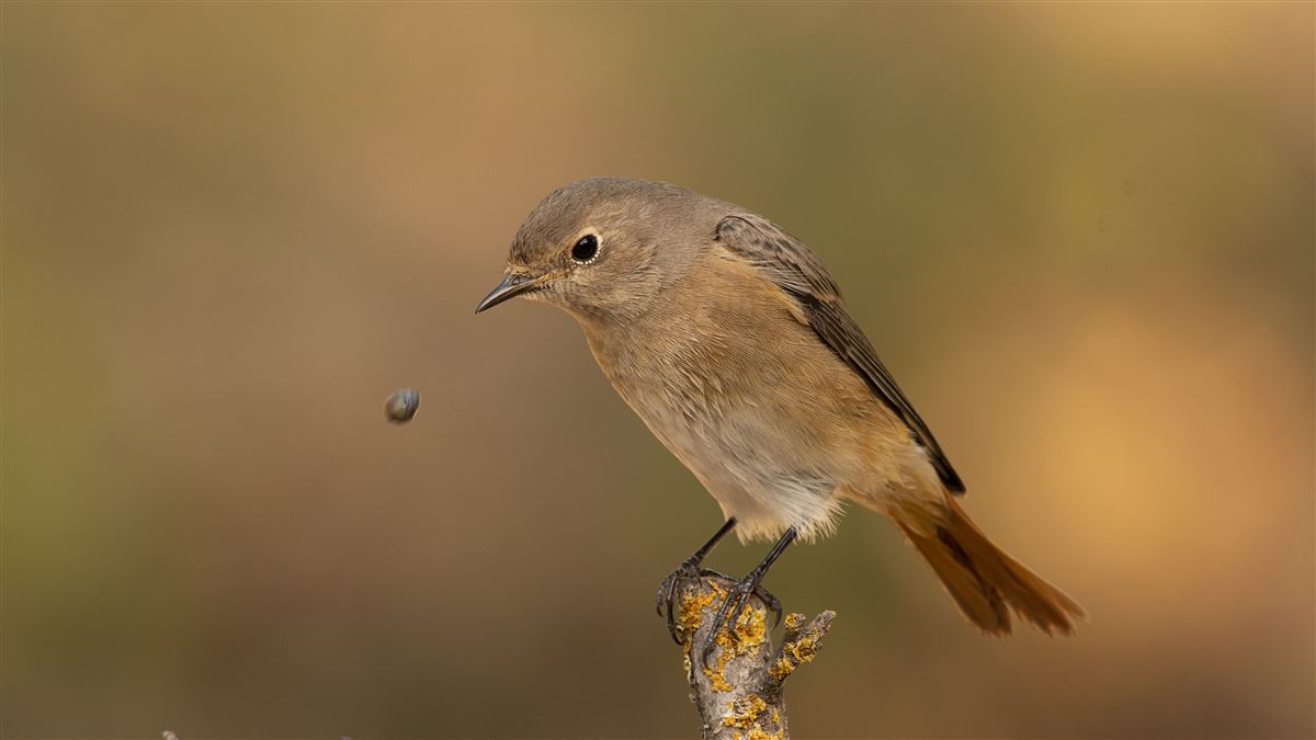 Common Redstart