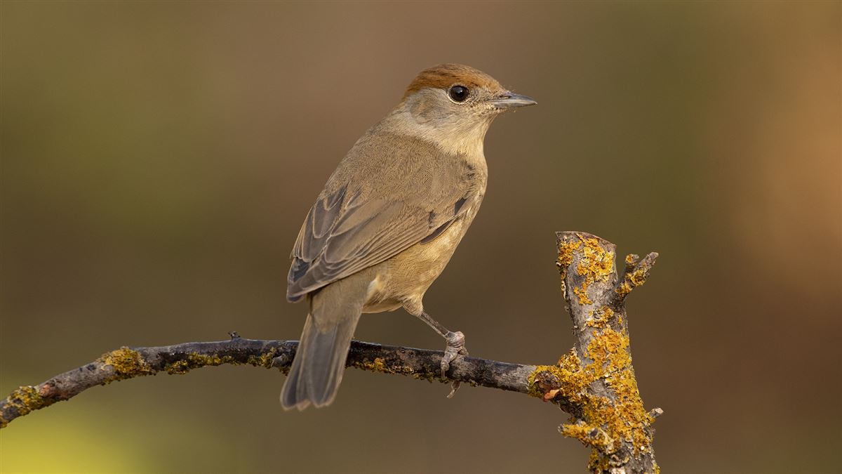Eurasian Blackcap