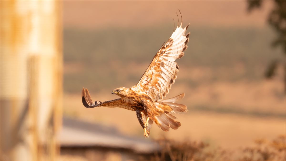 Long-legged Buzzard