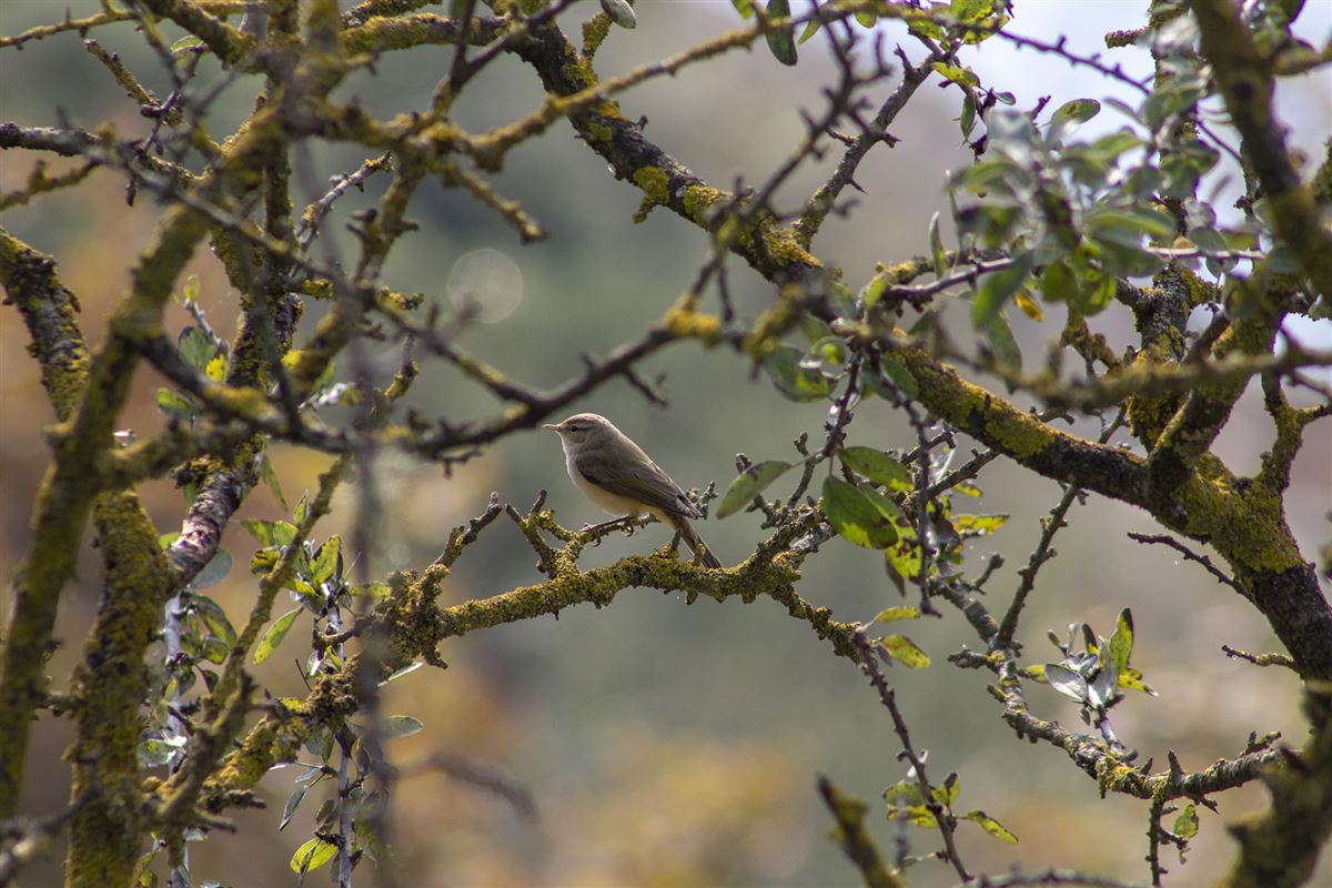 Common Chiffchaff