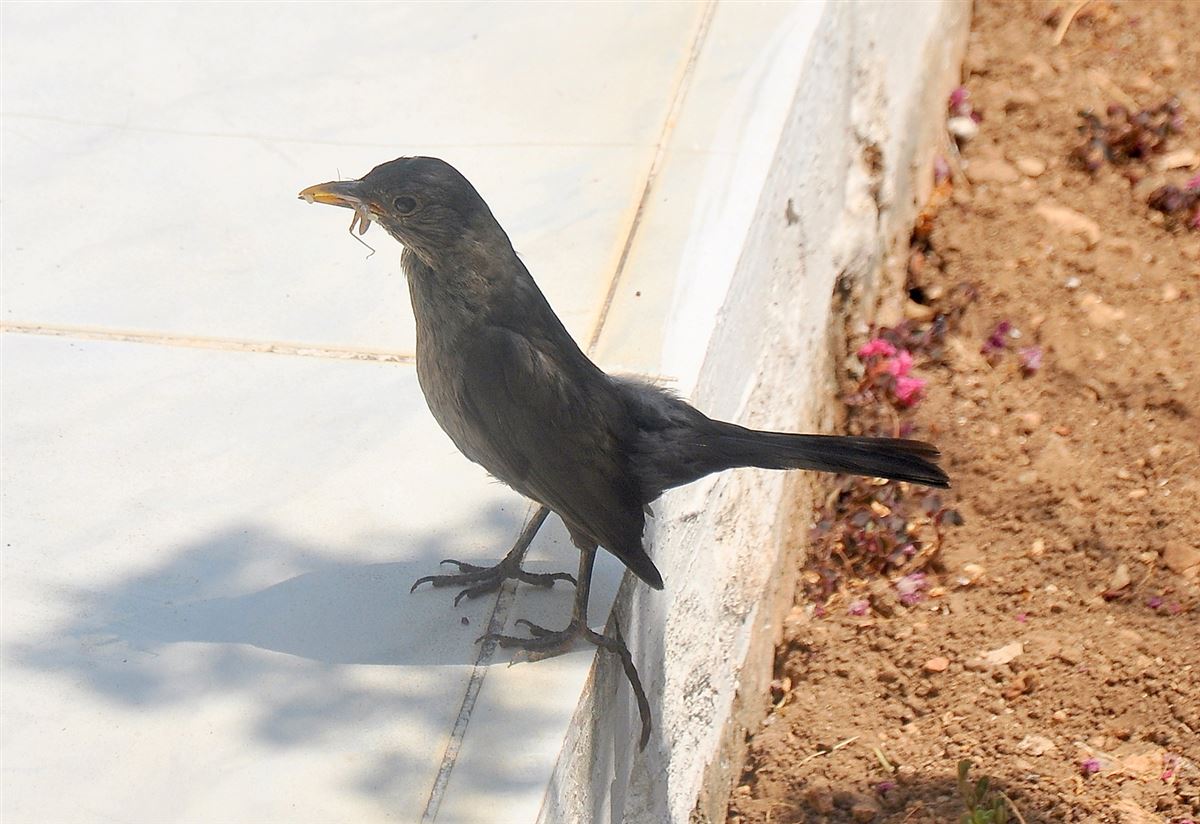 Common Blackbird