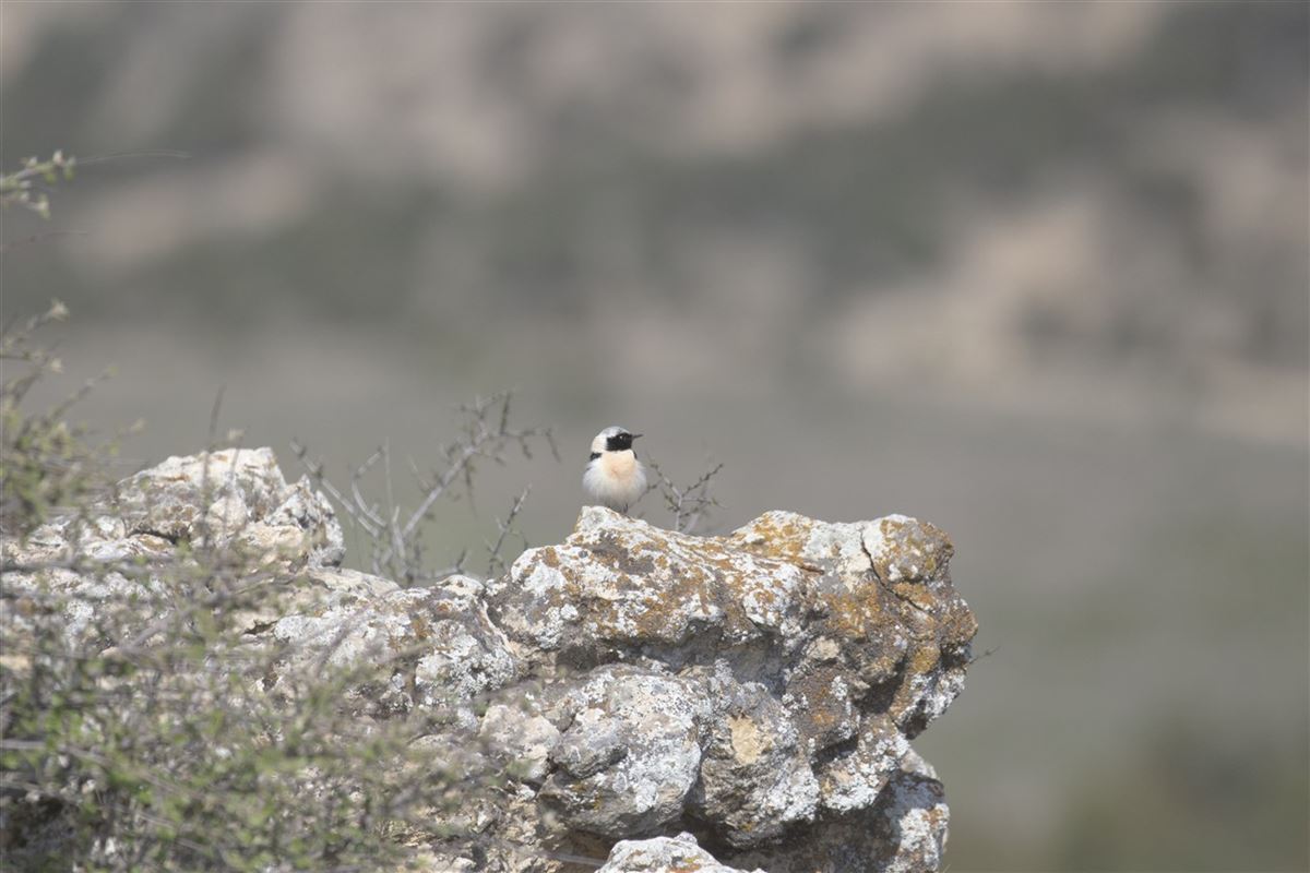 Black-eared Wheatear
