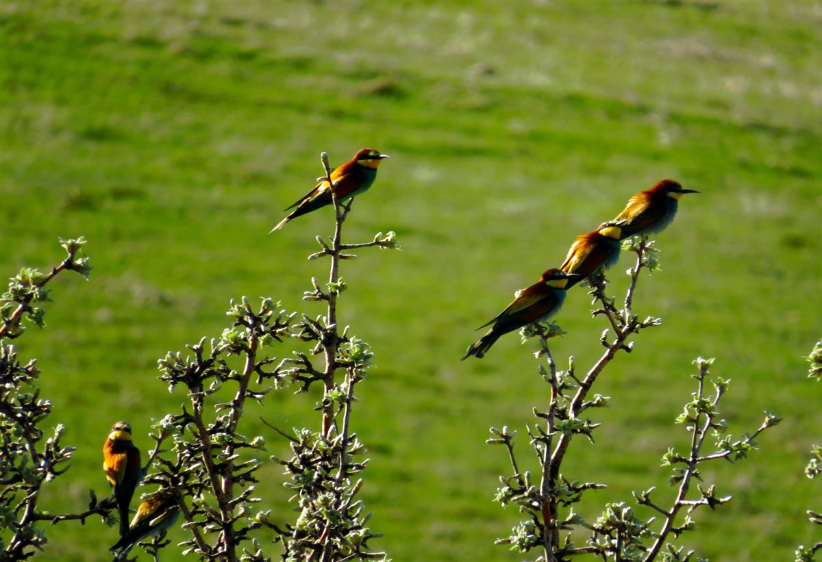 European Bee-eater