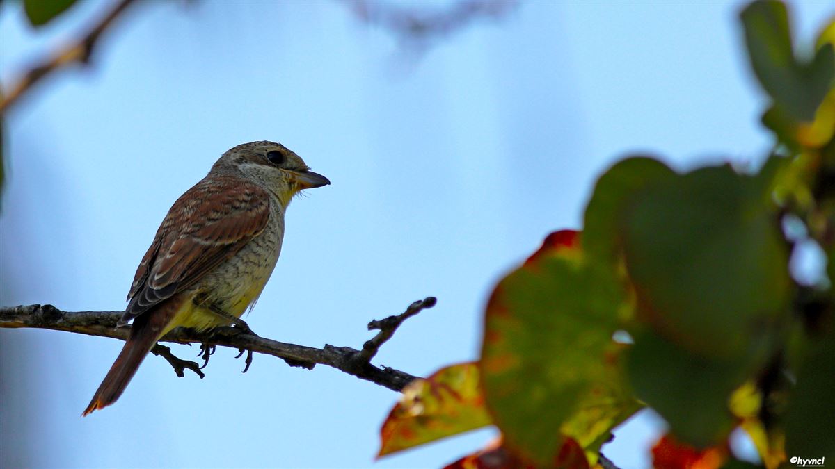 Red-backed Shrike