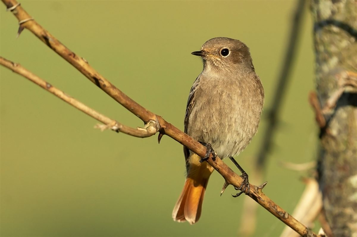 Black Redstart