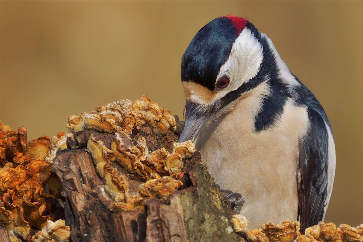 Great Spotted Woodpecker