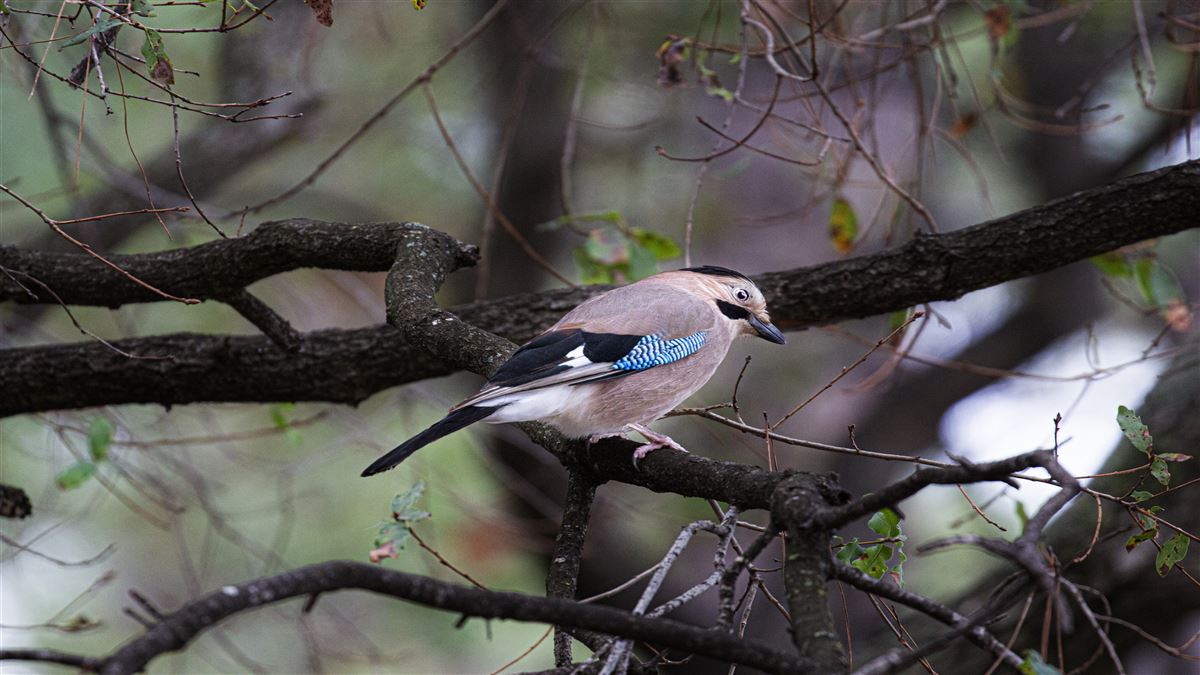 Eurasian Jay