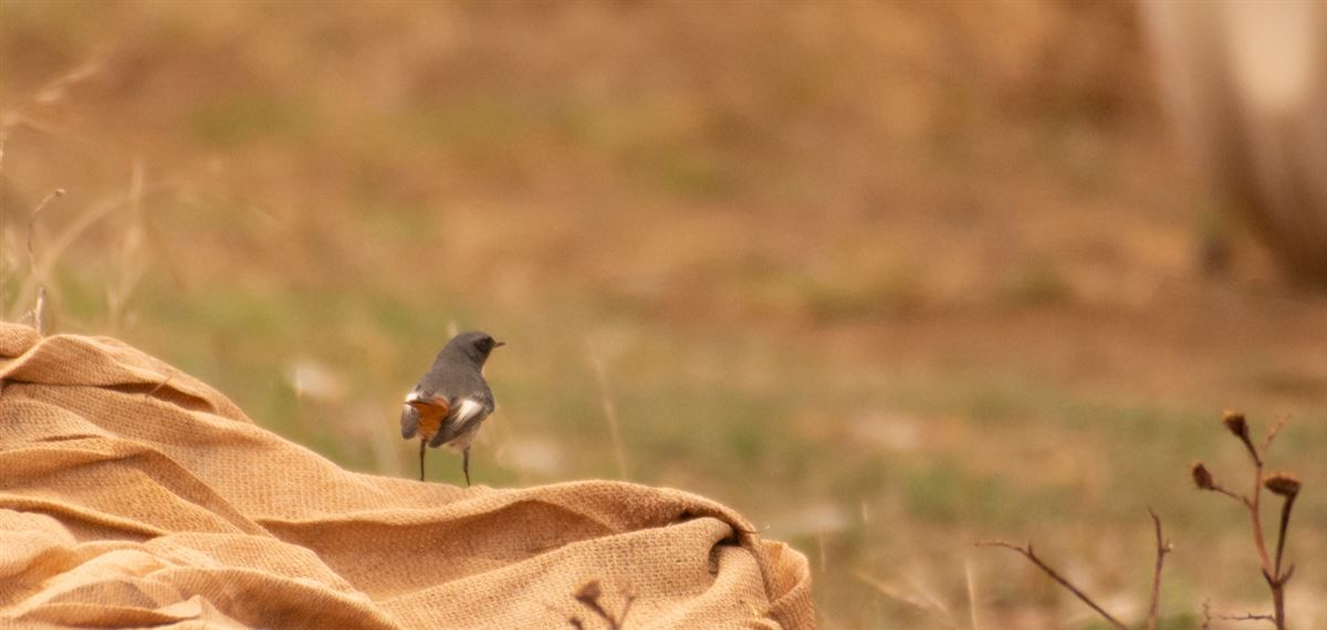 Black Redstart