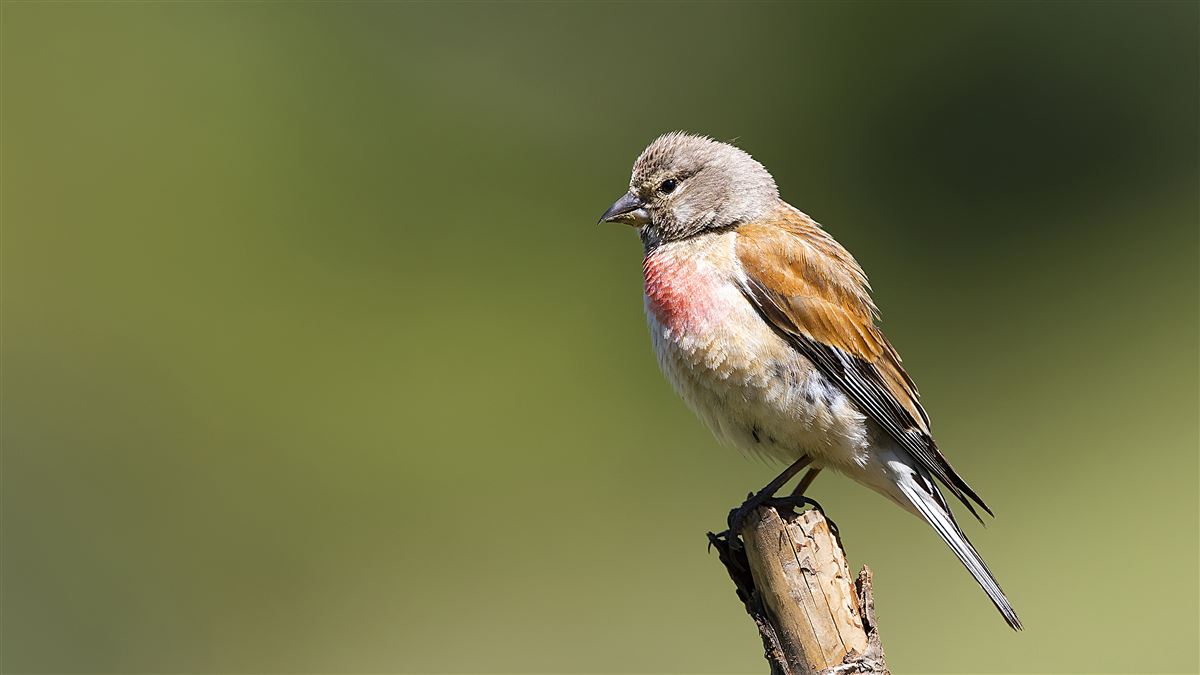 Common Linnet