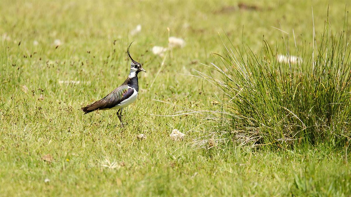 Northern Lapwing