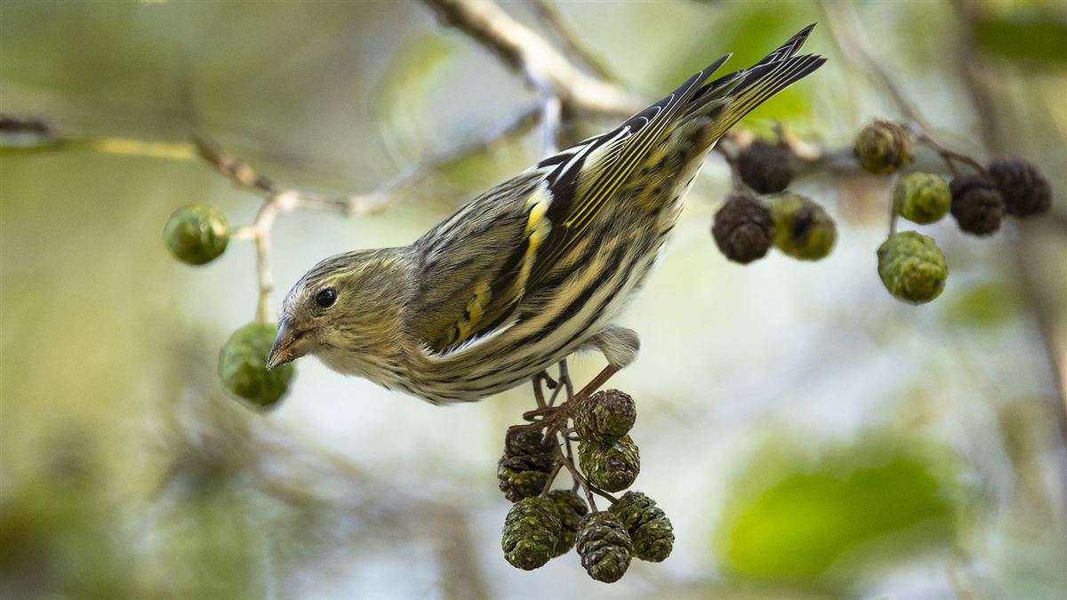 Eurasian Siskin