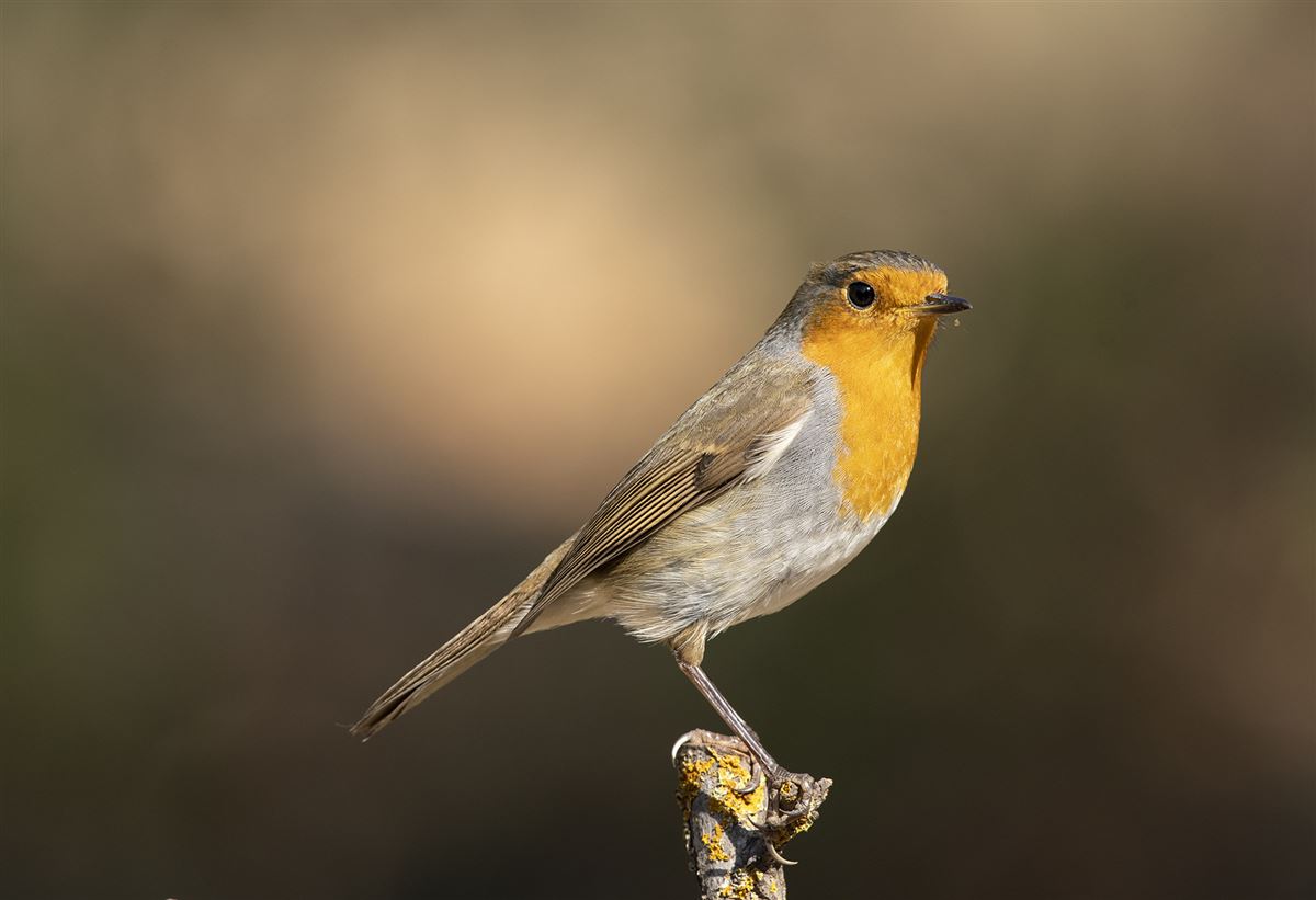 European Robin
