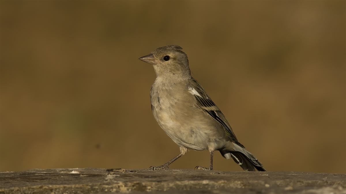 Common Chaffinch