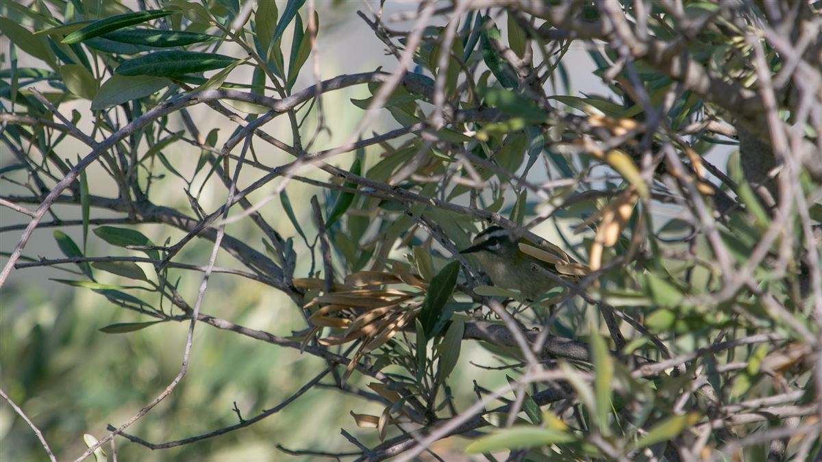Common Firecrest