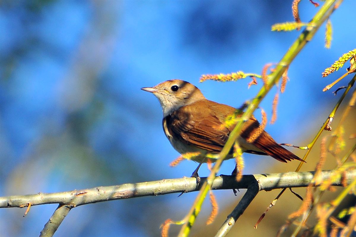 Common Nightingale