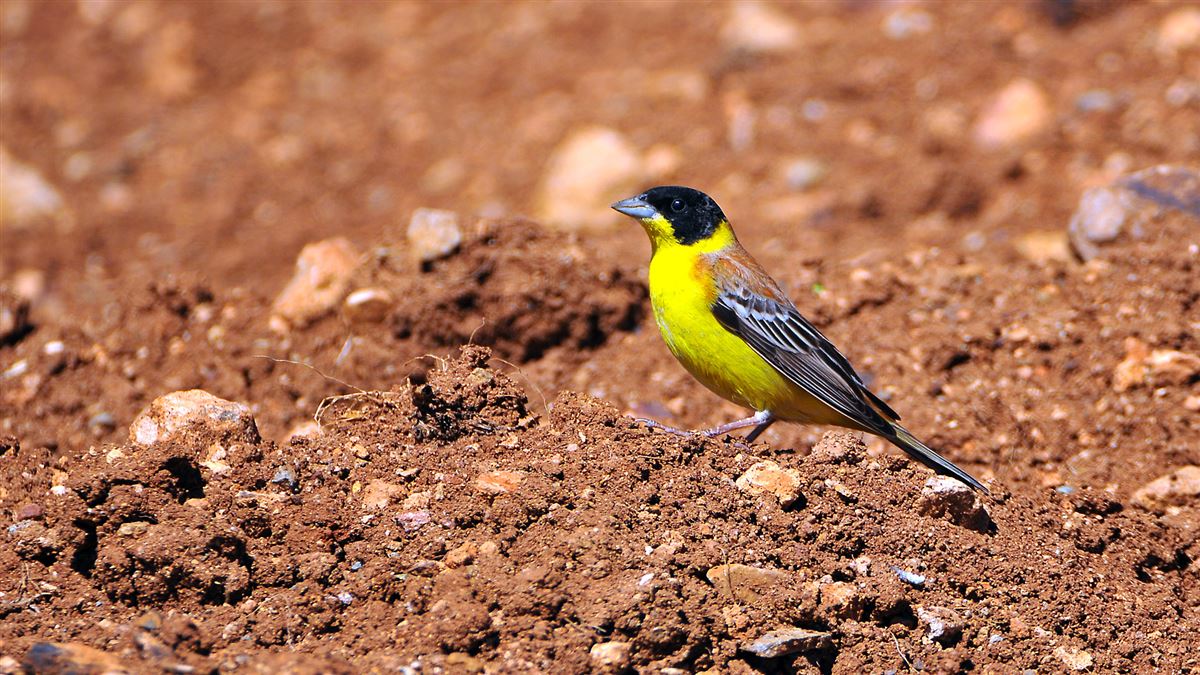 Black-headed Bunting