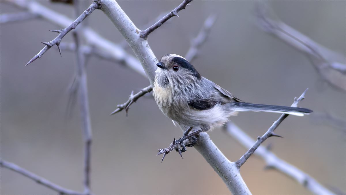 Long-tailed Tit