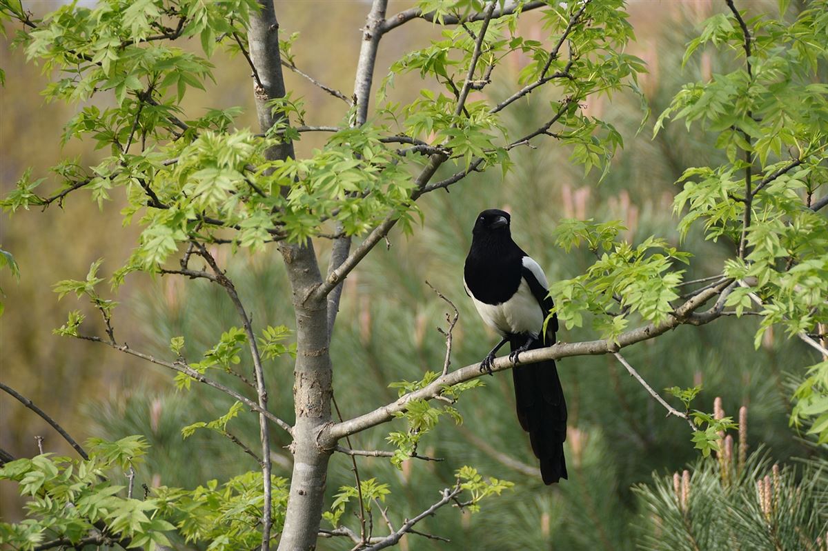 Eurasian Magpie