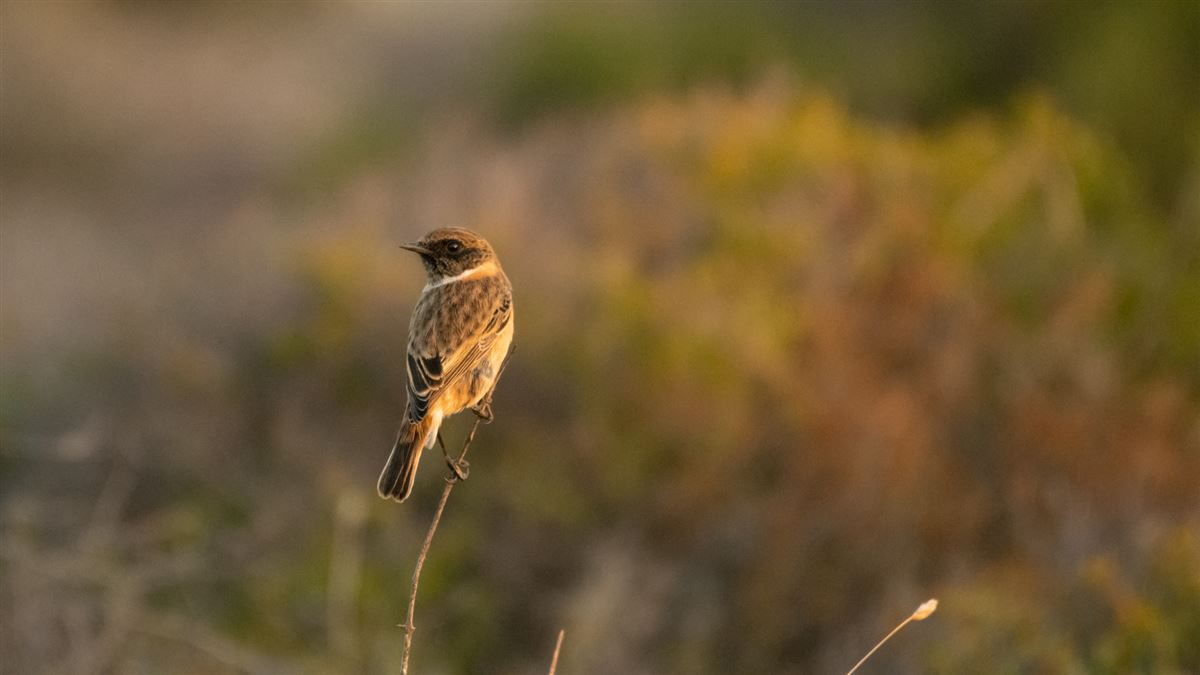 European Stonechat