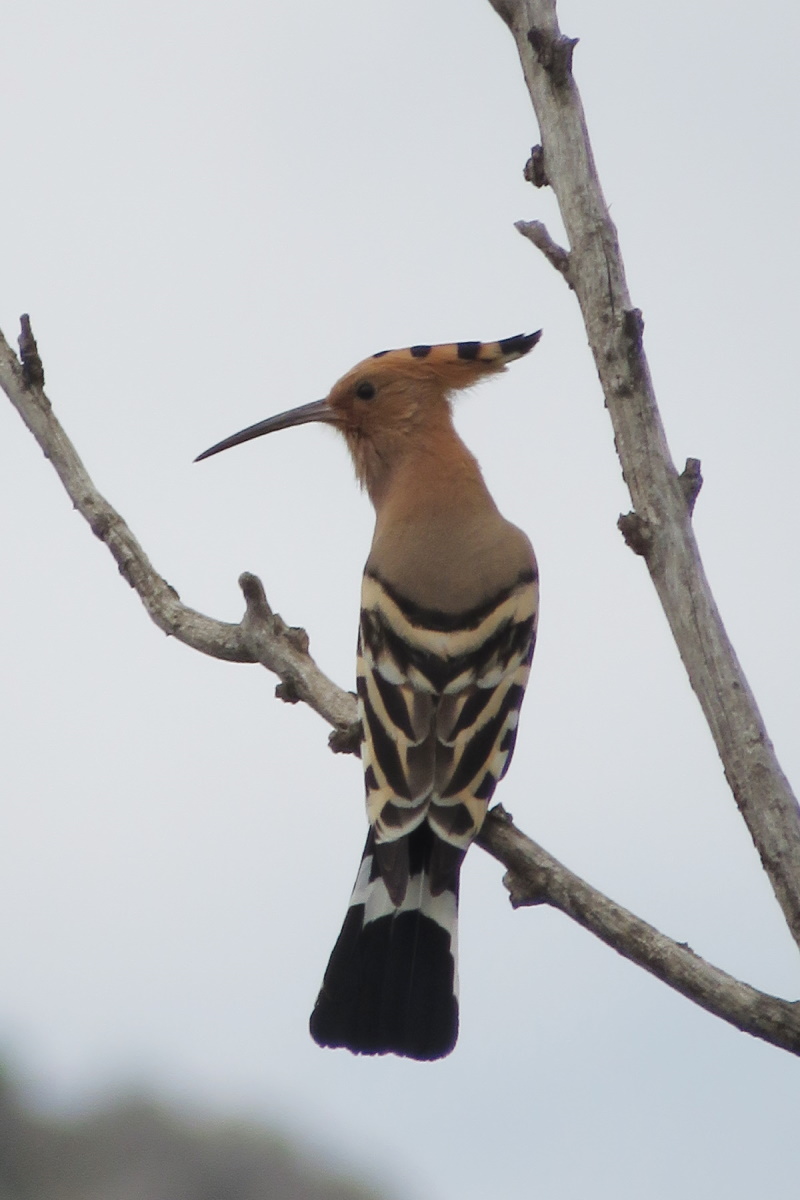 Eurasian Hoopoe