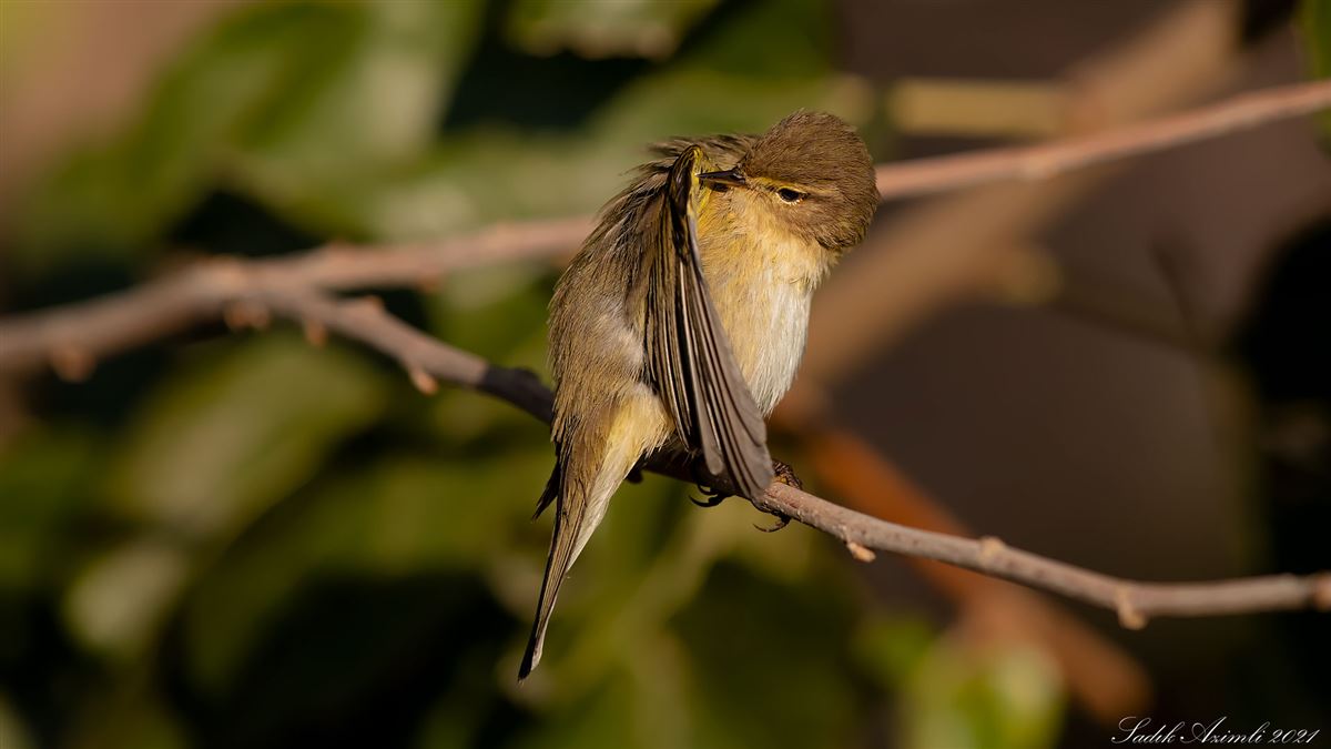Common Chiffchaff