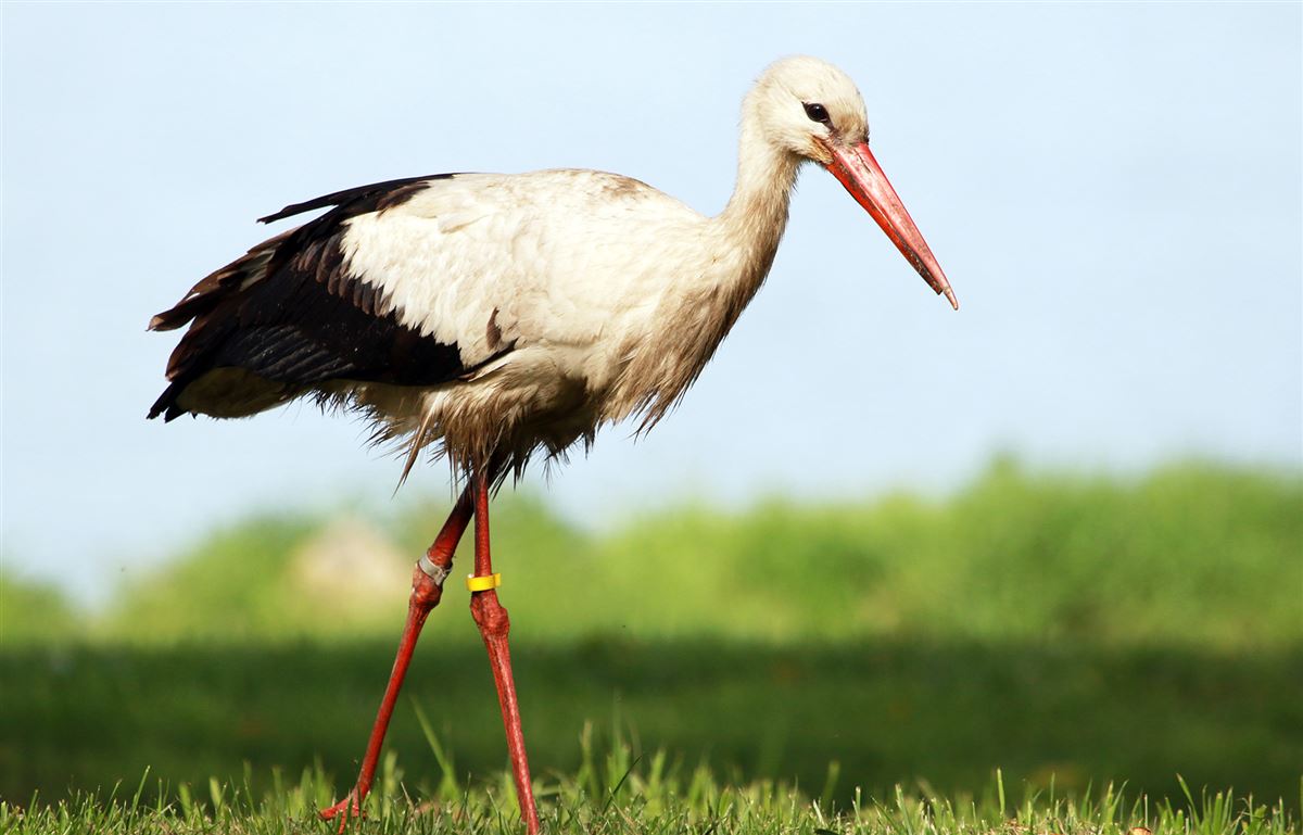 White Stork