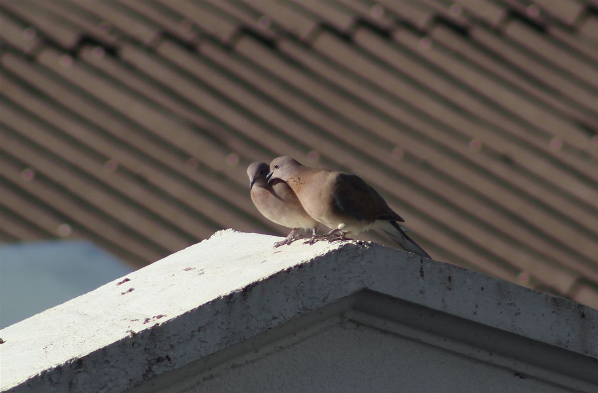 Laughing Dove