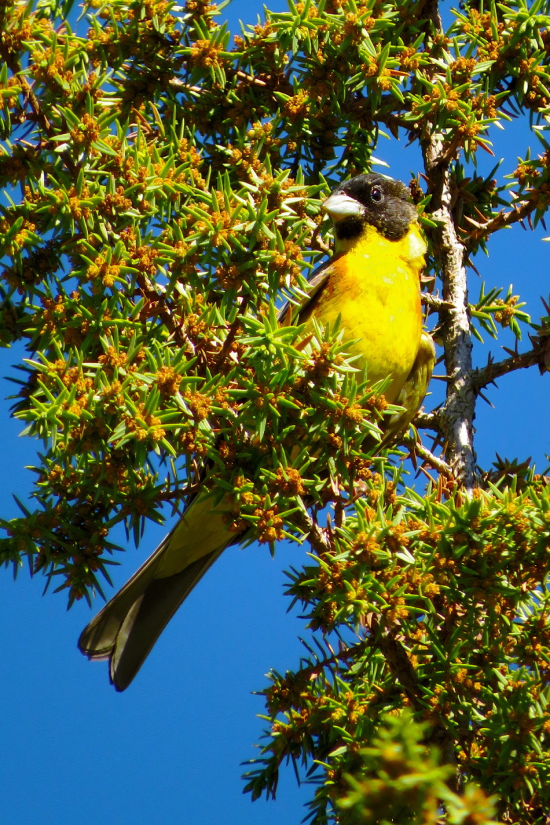 Black-headed Bunting