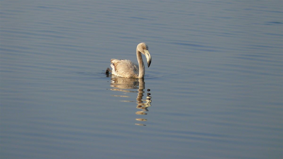 Greater Flamingo